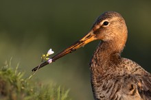 Spiel mit der Blume: Uferschnepfe