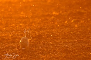 Der Osterhasi...