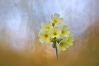 primula elatior trioplanensis