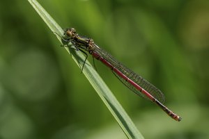 Nr 3b: Frühe Adonislibelle (Männchen)
