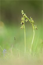 Kleine Spinnen-Ragwurz (Ophrys araneola)