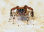 Lieblingsspinne '25 (Haarbeinige Pfauenspinne, Saitis barbipes)