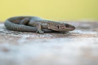 Eine junge Waldeidechse