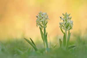 Dactylorhiza sambucina