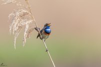 Blaukehlchen