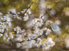 Spring Feelings