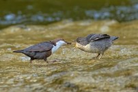 Fütterung der jungen Wasseramsel
