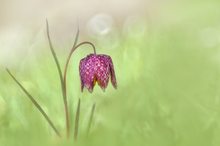 Fritillaria meleagris trioplanensis