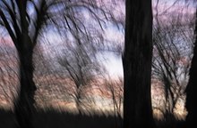 Im Wald