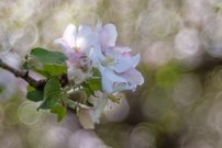 Apfelbaumblüte