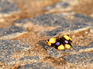 Junonia hierta, männl.