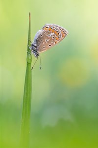 Osterbläuling