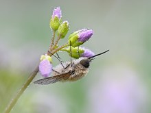 Tropfenfliege