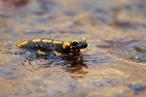 Feuersalamander KZB