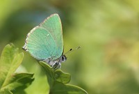 Der grüne Brombeerzipfelfalter....