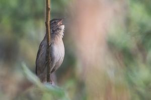 Rohrschwirl im ersten Morgenlicht