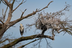 Nestwächter