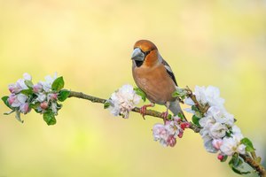 Frühling