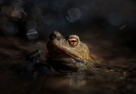 Der Prinz vom Bach....