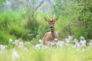 Bock im Frühlingsgrün