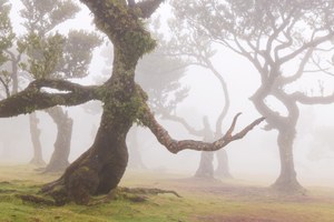 Der Ent im Fanal