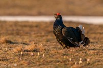 Sein Revier verteidigen