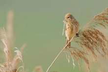 Bluthänfling (female)