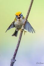 Angry Bird