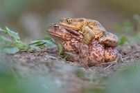 Erdkröten - Amplexus