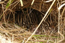 Ein Nest