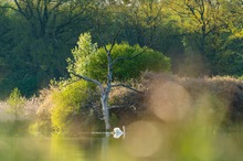 Morgens am See