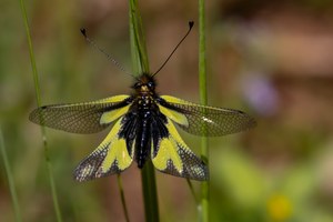 Libelloides coccajus