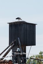 Storch