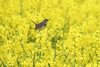 Blaukehlchen im Farbenrausch
