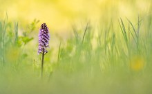 In der Orchideenwiese