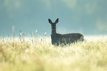 Ricke im Gegenlicht