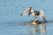 Aggression oder Liebesspiel