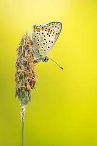 Brauner Feuerfalter