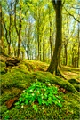 Im Frühlingswald