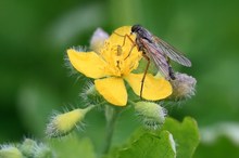 Gemeine Schnepfenfliege