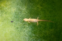 Im Reich der Molche und Kaulquappen