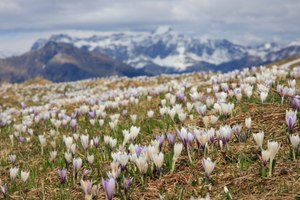 Bergfrühling II