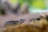 ... die Frühlinssonne genießen