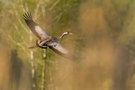 Aufwind