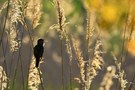 Prangender Frühling