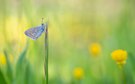 Icarus in der Frühlingswiese
