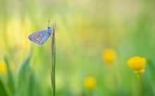 Icarus in der Frühlingswiese