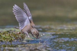 Im Seeadler-Modus