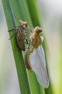 Nr. 4a: Gemeine Smaragdlibelle (Weibchen)
