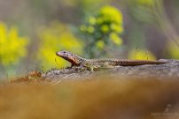 Auch die Mauereidechsen...